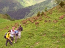 Almrosenwanderung Navis_43