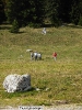 Bärenfeuchtenalm