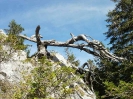 Drachenwand_36