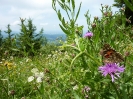 Gemeinsam wandern