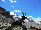 Gran Paradiso_51