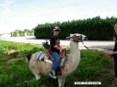 Lamareiten 2009_5
