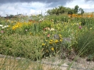 Ruine Schaunberg - Garten der Geheimnisse_32