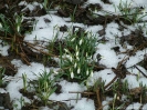 Schneeglöckerl_3