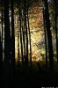 Tal des Holzes_1